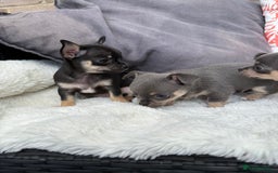 Chihuahua dogs for sale: Beautiful Chihuahua Puppies  - Image 5