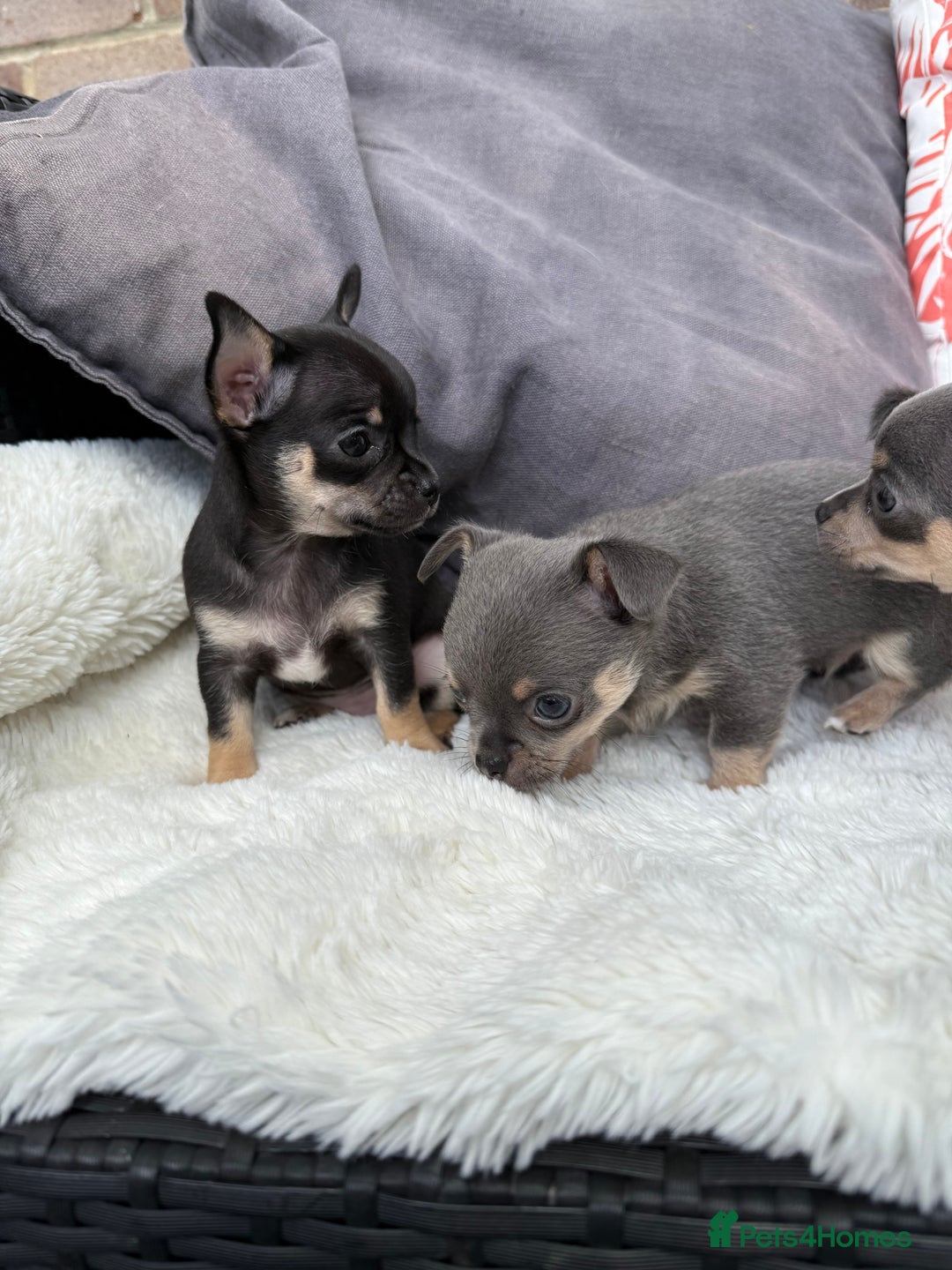 Chihuahua dogs for sale: Beautiful Chihuahua Puppies  - Image 5