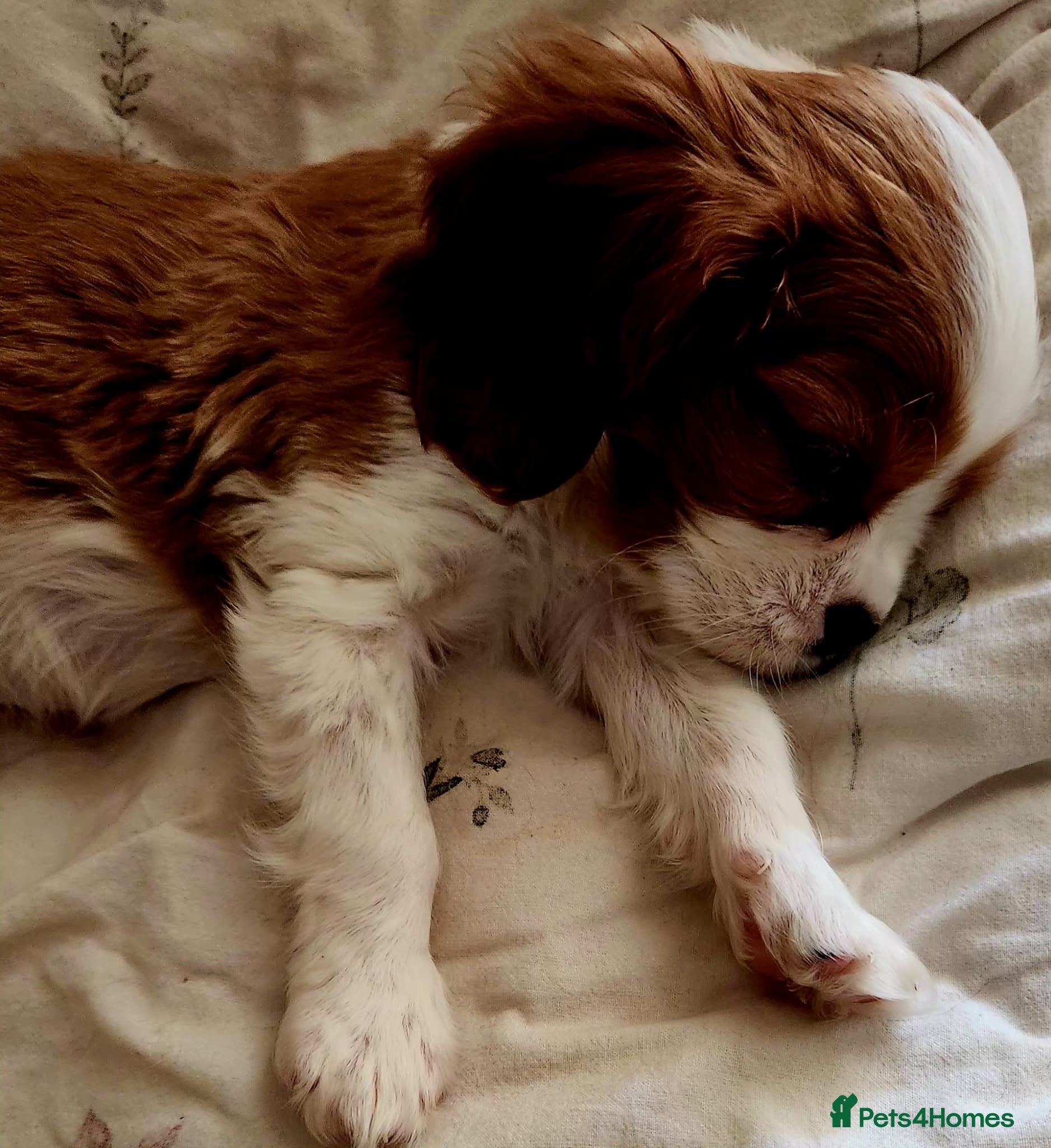 Cavalier King Charles Spaniel dogs Four Blenheim Cavalier King Charles Spaniel Boys - Advert 7