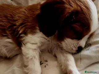 Cavalier King Charles Spaniel dogs Beautiful Blenheim Cavalier King Charles Spaniels! - Advert 7