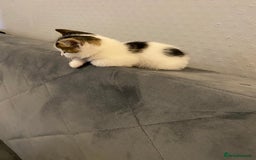 Mixed Breed cats for sale: 4mouths female kitten  - Image 2