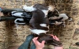 Sprocker dogs for sale: Beautiful Sprocker Puppies  - Image 15