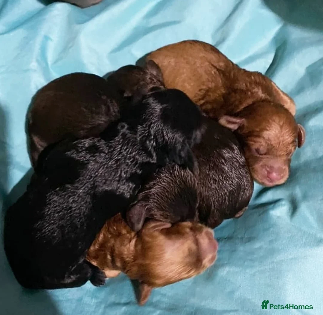 Miniature Poodle dogs for stud: Miniature Poodle DNA tested Stud. Apricot in Pershore - Advert 5