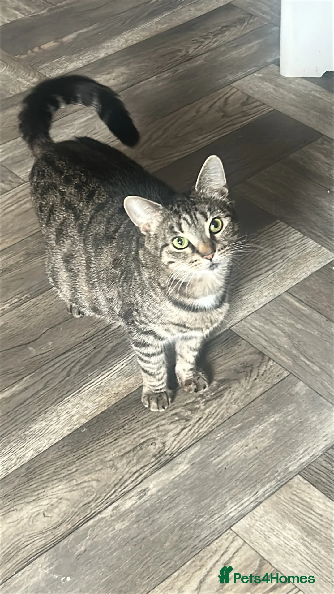 Mixed Breed cats for sale: Male tabby kitten  in Hamilton - Advert 2