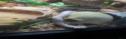 King Snake reptiles for sale: Young Albino Kingsnake REHOME  in Nuneaton - Advert 1