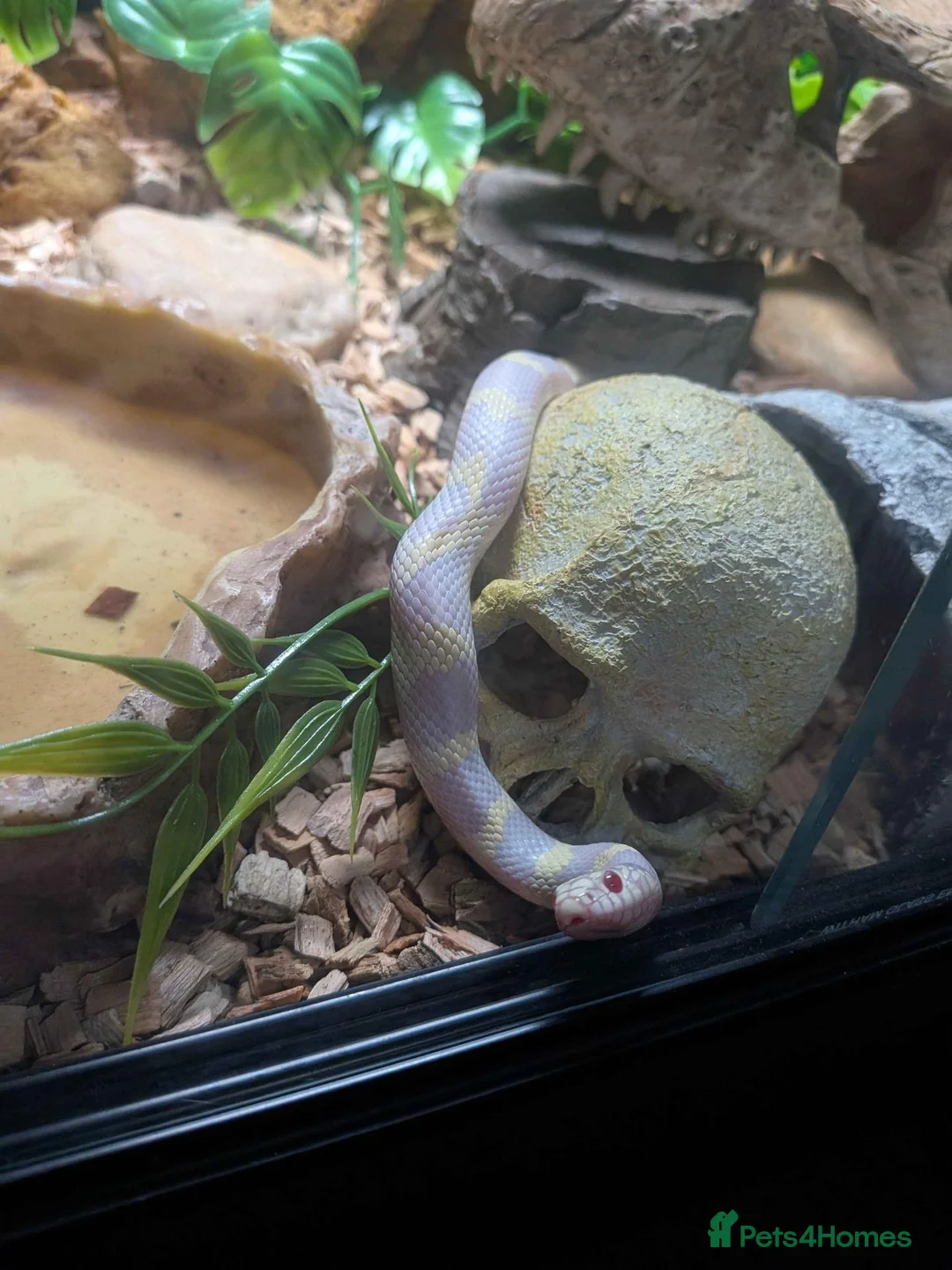 King Snake reptiles for sale: Young Albino Kingsnake REHOME  in Nuneaton - Advert 1