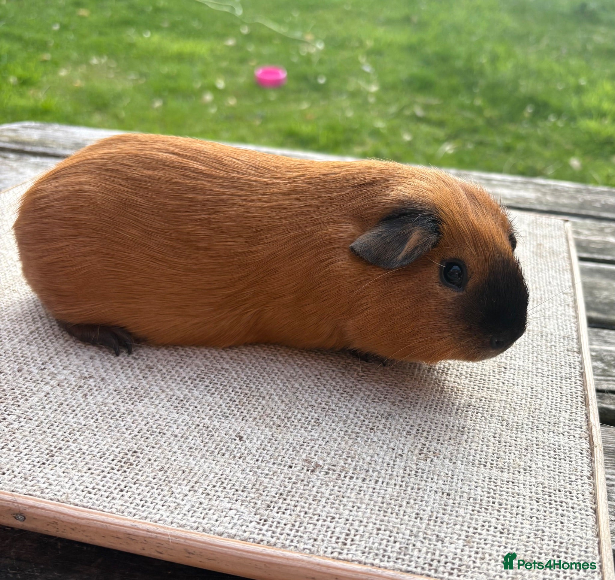 Guinea Pig rodents Beautiful baby & young adult Guinea Pigs. - Advert 1