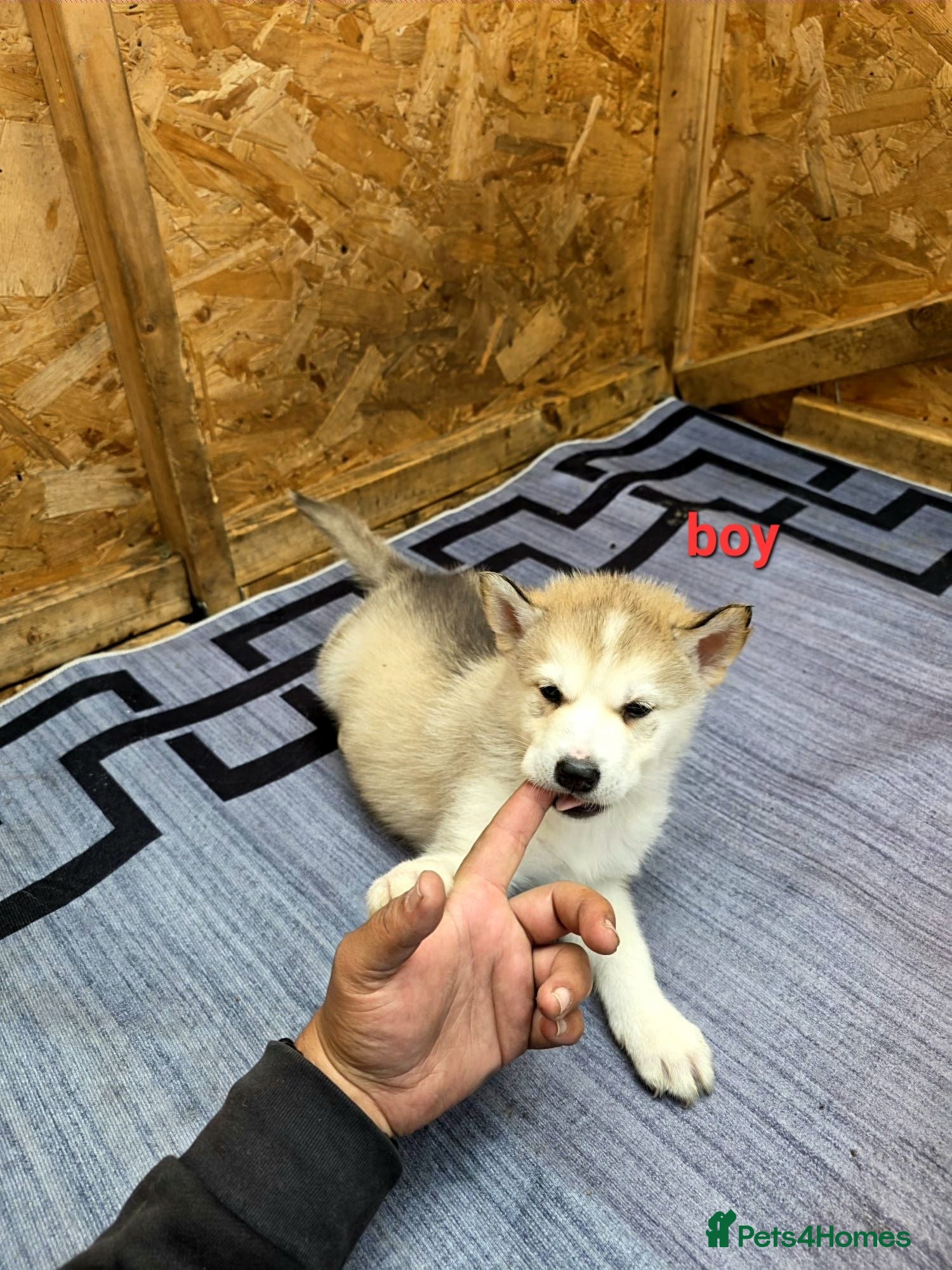 Siberian Husky dogs 4 boys siberian husky puppies available  - Advert 1
