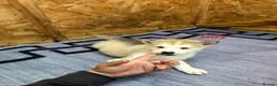 Siberian Husky dogs for sale: 4 boys siberian husky puppies available  - Advert 1