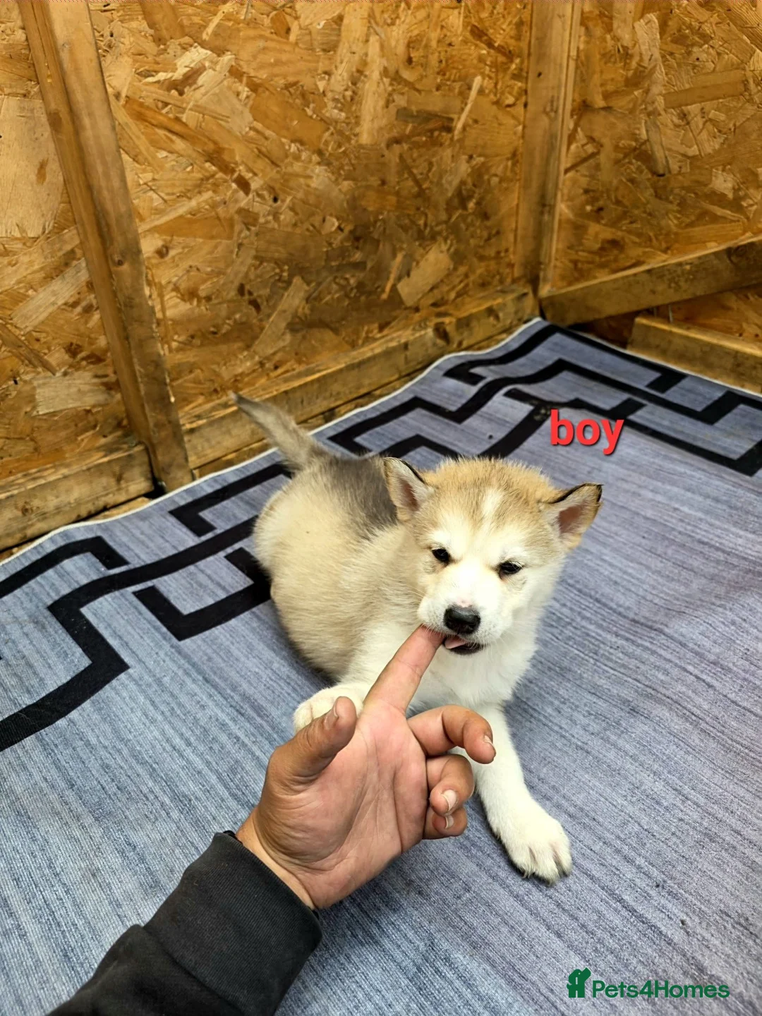 Siberian Husky dogs for sale: 4 boys siberian husky puppies available  - Advert 1