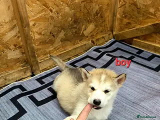 Siberian Husky dogs 4 boys siberian husky puppies available - Advert 1