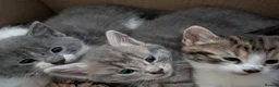 Mixed Breed cats for sale: Kittens for sale  in Birmingham - Advert 11