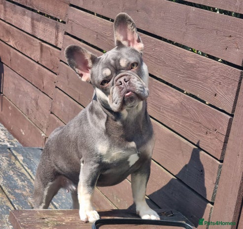 French Bulldog dogs - Advert 6