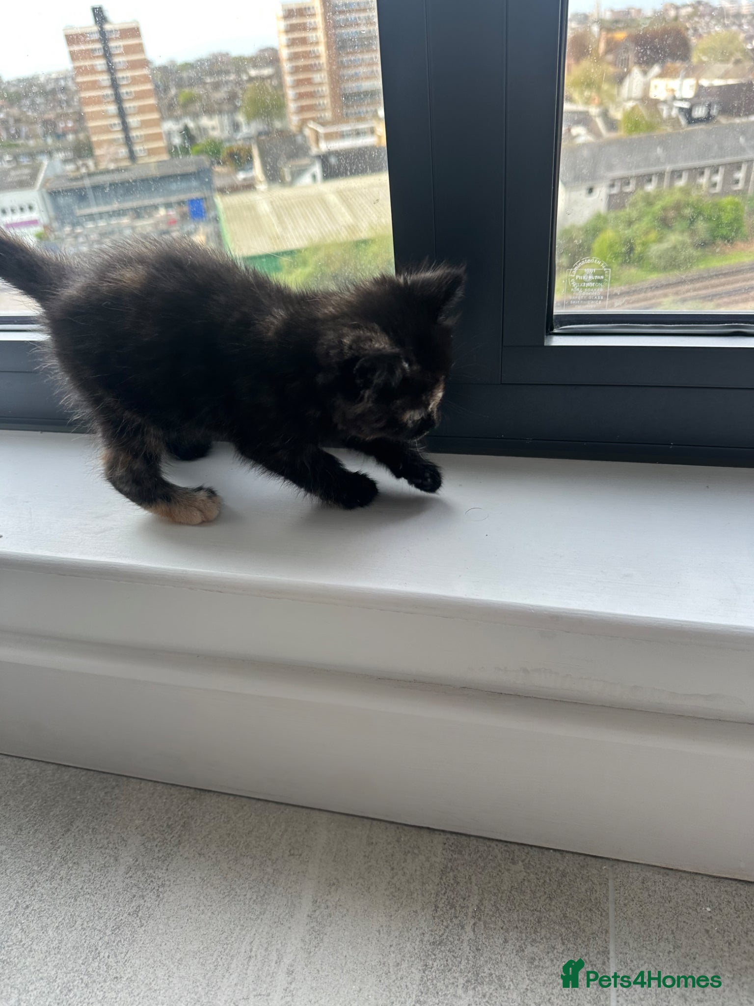 British Shorthair cats Tiny kitten for sale - Advert 1