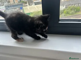 British Shorthair cats Tiny kitten for sale - Advert 1