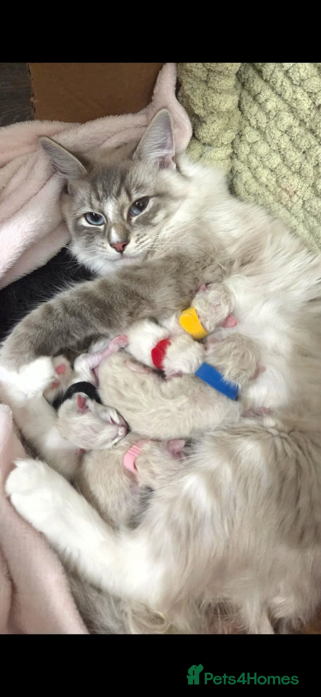 Ragdoll cats for sale: Ragdolls kitten - Advert 2