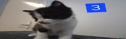 Domestic Shorthair cats for sale: TUXEDO KITTENS  - Advert 15