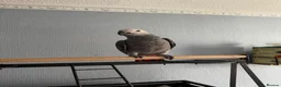Parrots birds for sale: 6 month old African grey parrot  - Advert 3