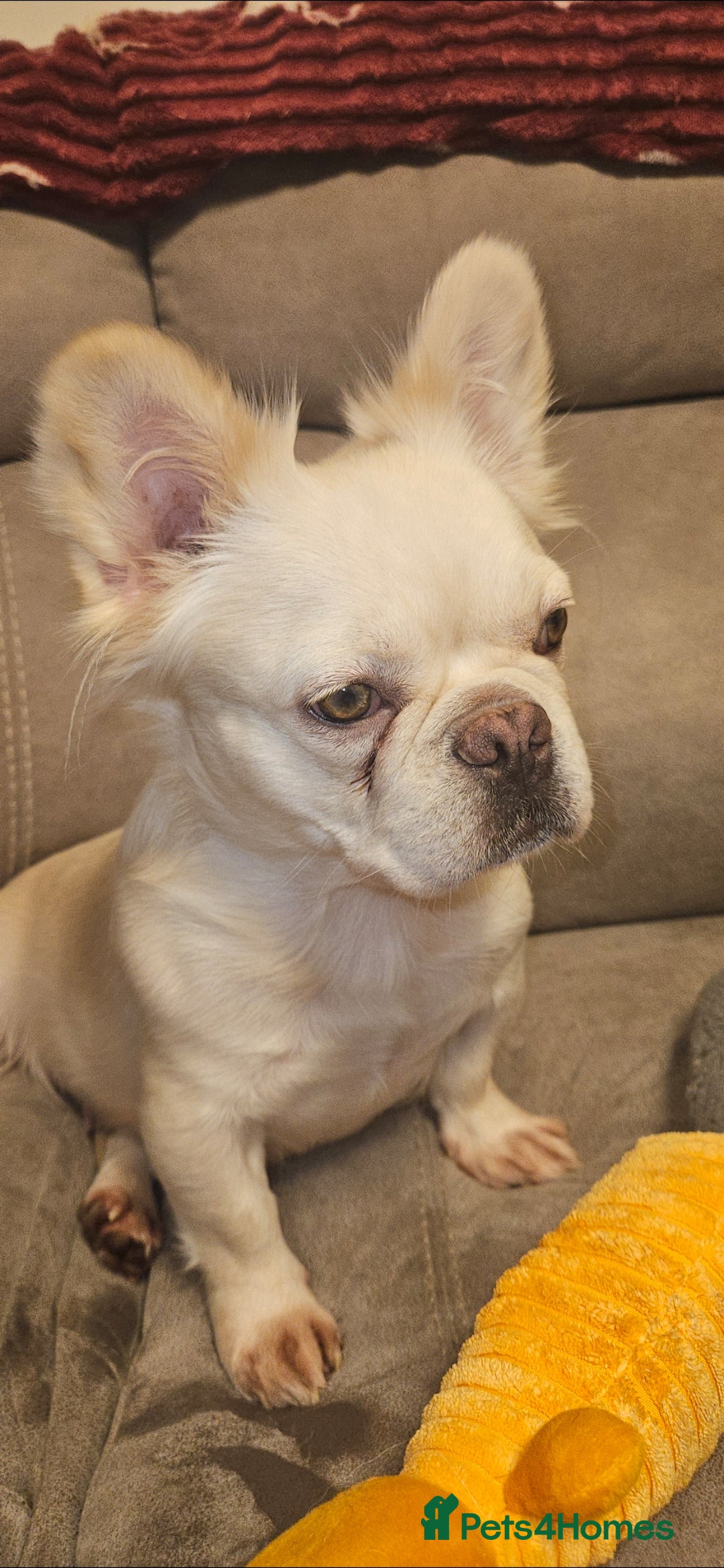 French Bulldog dogs 1 fluffy boy 1 fluffy girl available now - Advert 7