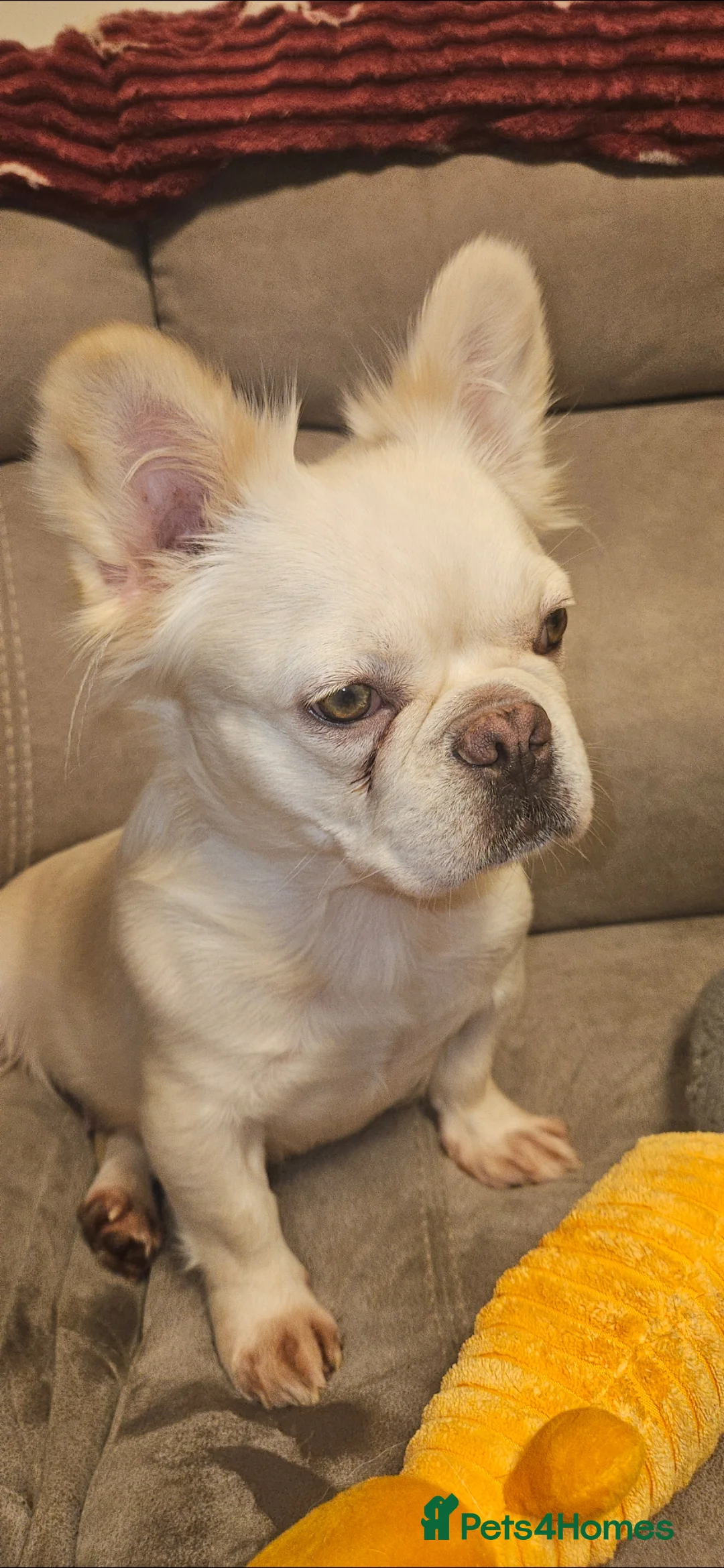 French Bulldog dogs for sale: 1 fluffy boy 1 fluffy girl available now - Advert 1