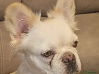 French Bulldog dogs 1 fluffy boy 1 fluffy girl available now - Advert 7