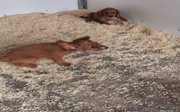 Cocker Spaniel dogs for sale: Fully vaccinated, Working type kc cocker spaniels - Image 20
