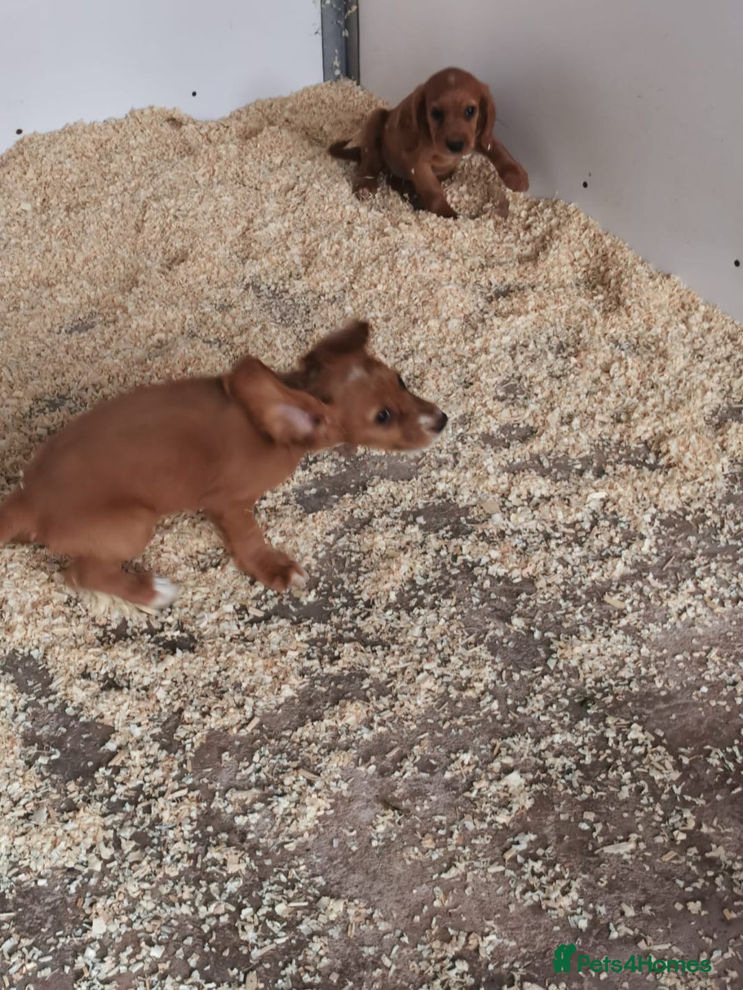 Cocker Spaniel dogs for sale: Fully vaccinated, Working type kc cocker spaniels - Image 20