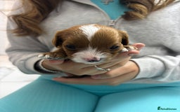 Cavapoo dogs for sale: Beautiful DNA health tested Cavapoo male puppies - Image 3