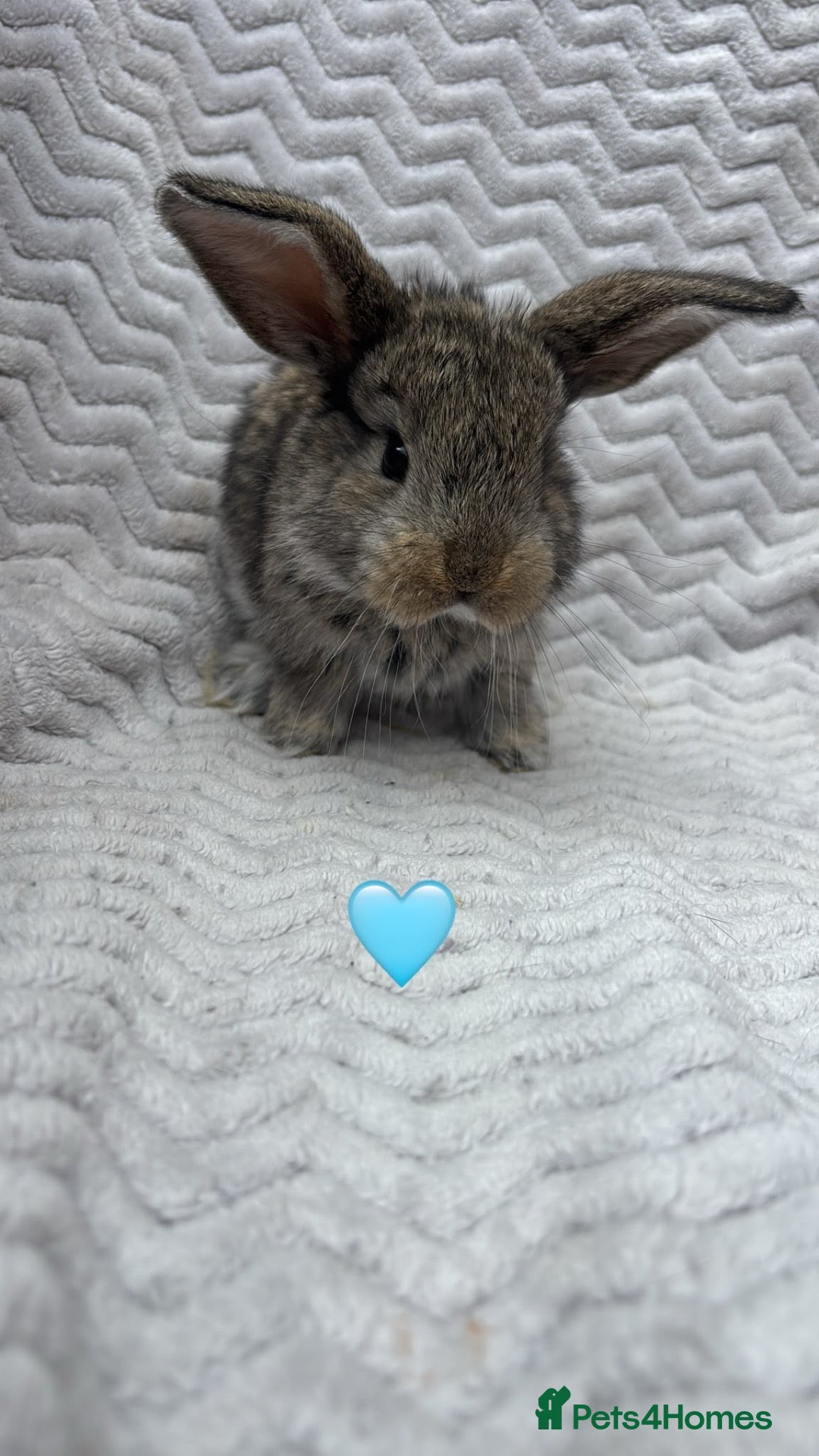 French Lop rabbits Beautiful French lops - Advert 5