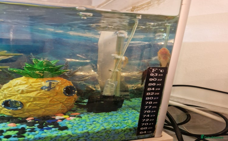 Plecos fish - Advert 1