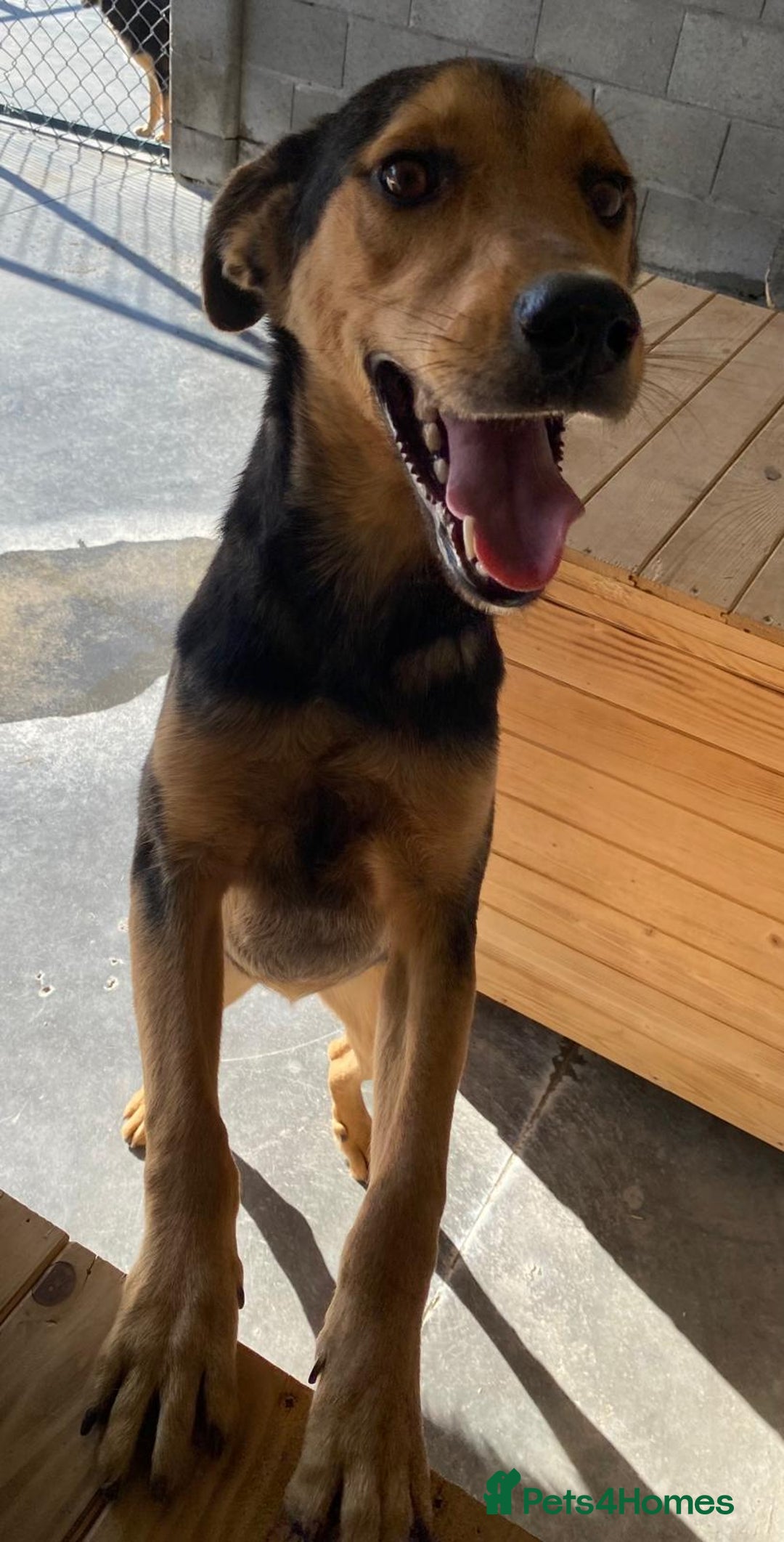 Mixed Breed dogs for adoption: Murphy, 1-2 yrs old. Available for adoption. - Advert 3