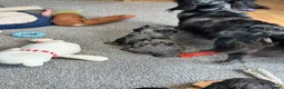 Doxiepoo dogs for sale: Stunning dachshund/poodle pups - Advert 19