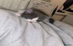 Mixed Breed cats for sale: Kitchen boy - Image 2