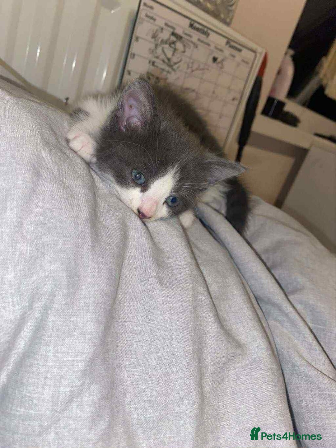 Mixed Breed cats for sale: Kitchen boy - Image 2
