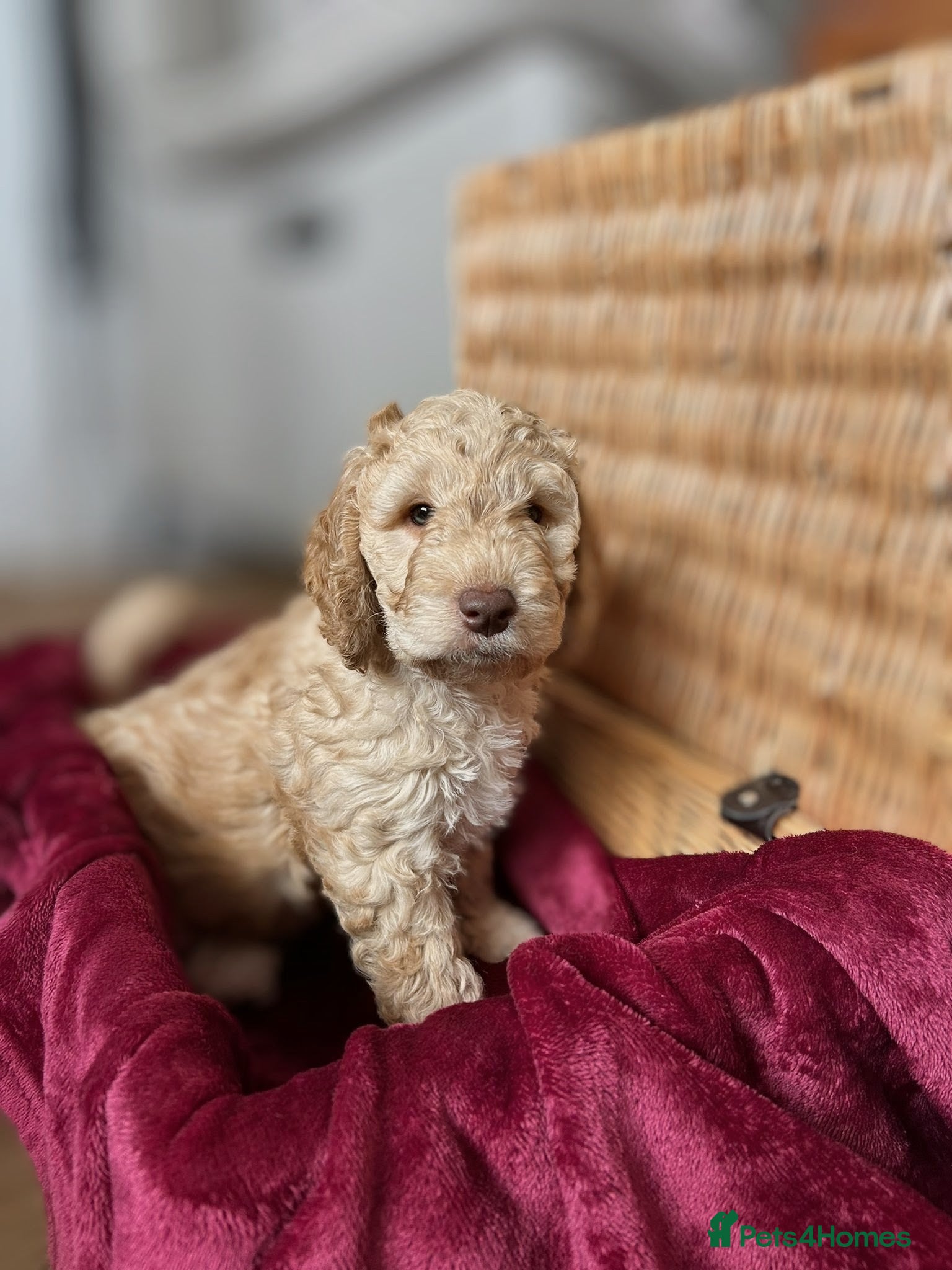Cockapoo dogs for sale: Cockapoo puppies (F2) for sale - Advert 1