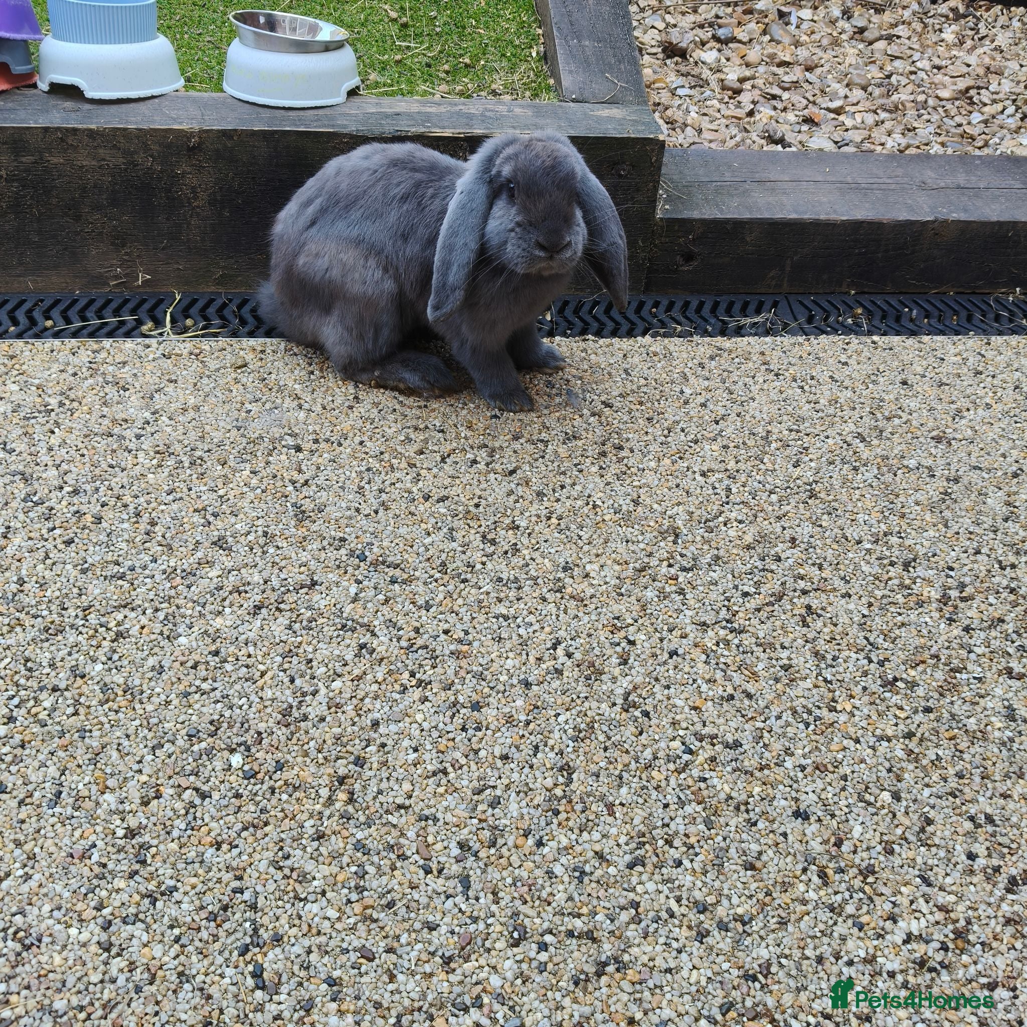 French Lop rabbits Two french lops bonded  - Advert 8