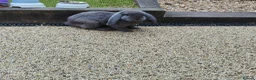 French Lop rabbits for sale: Two french lops bonded  - Advert 1