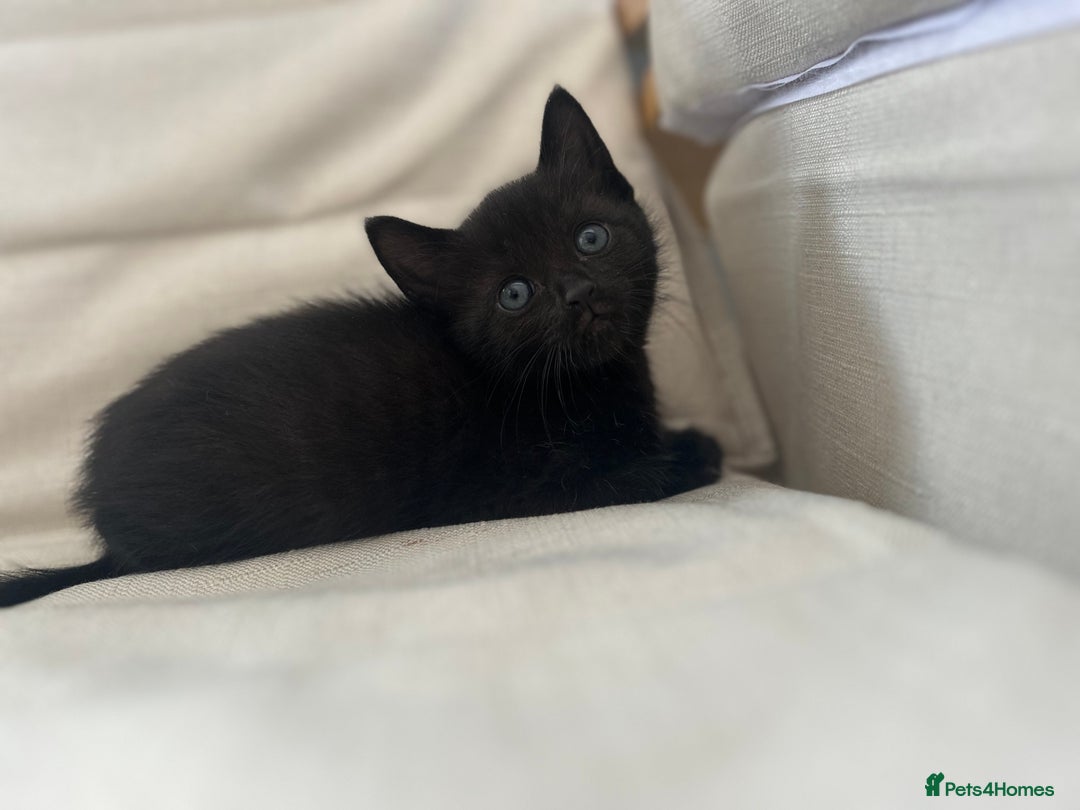 Mixed Breed cats for sale: 4 beautiful kittens for sale £120 each  - Image 8