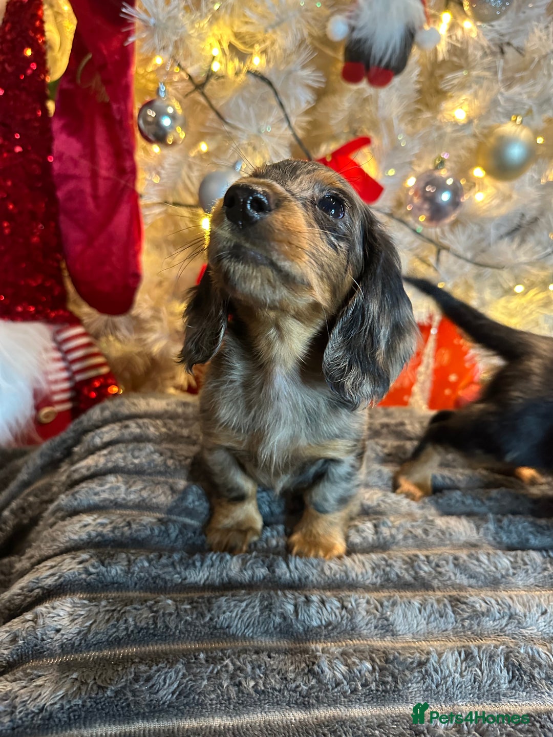 Miniature Dachshund dogs for sale: Long Haired Miniature Dachshund puppies - Advert 9