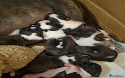 Boston Terrier dogs for sale: Boston Terrier Puppies  - Advert 7