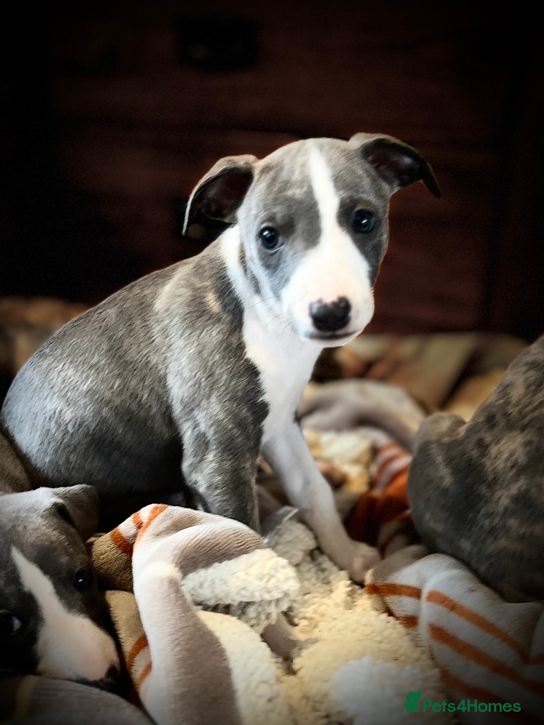 Whippet dogs for sale: Show Quality Blue Brindle KC Registered Whippets - Image 37