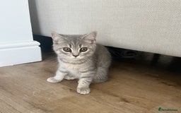 British Shorthair cats for sale: Boy & Girl British Shorthair kittens  - Image 1