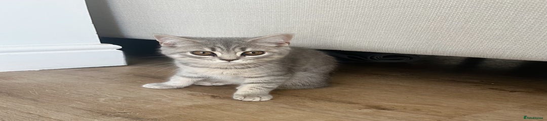 BSH Kitten 1