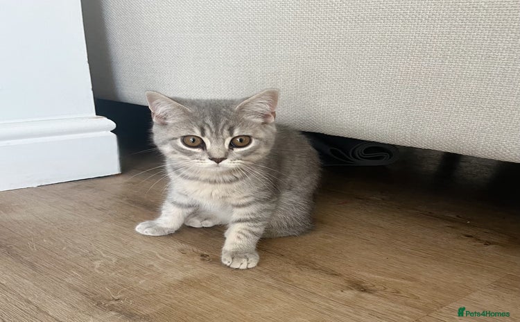 British Shorthair cats - Advert 8
