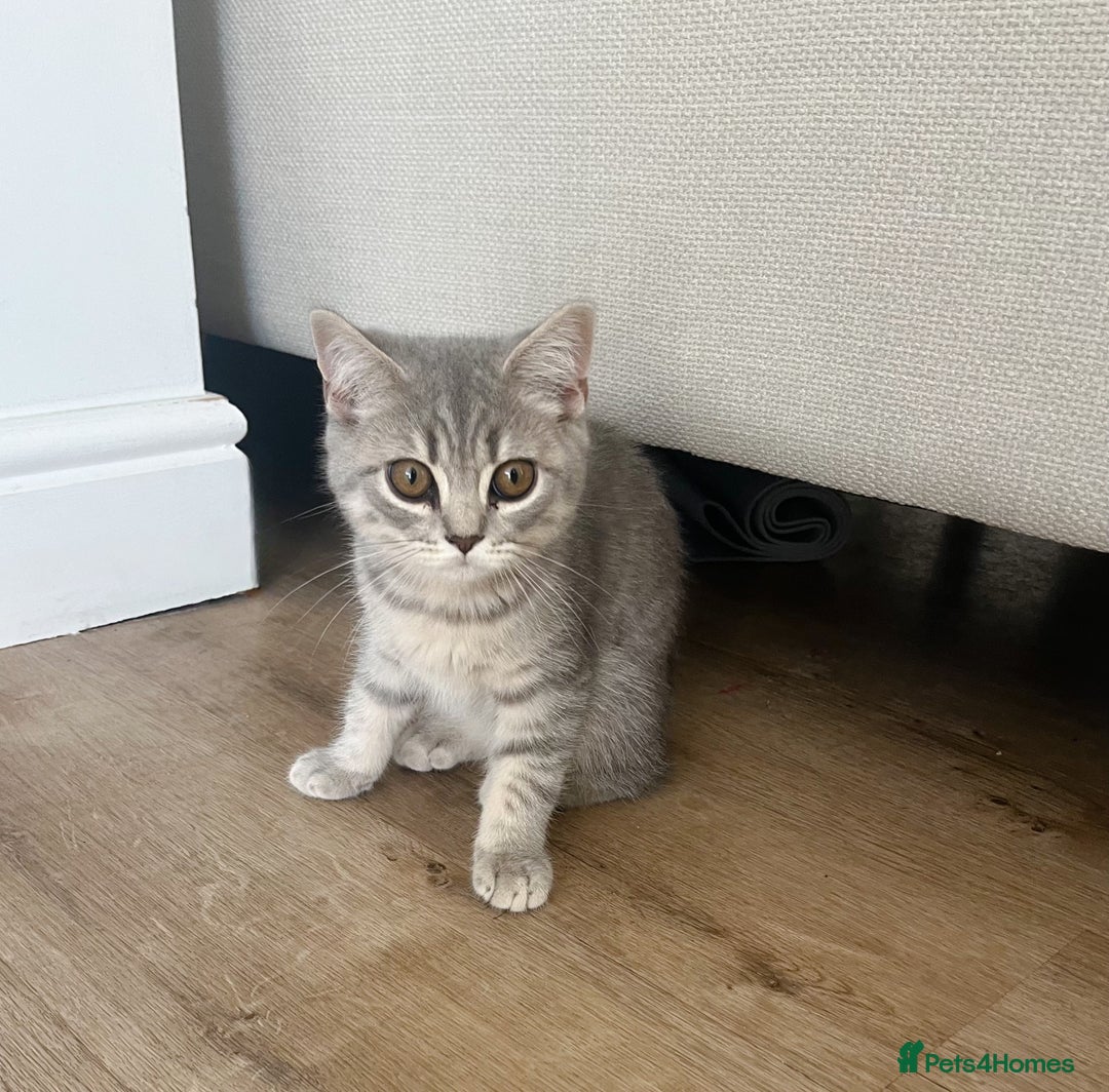British Shorthair cats for sale: Boy & Girl British Shorthair kittens  - Image 1