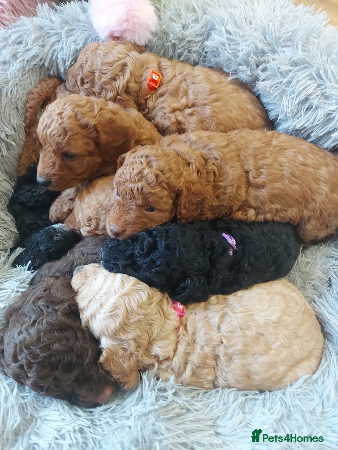 Cockapoo dogs for sale: Cockapoo puppies - Advert 21