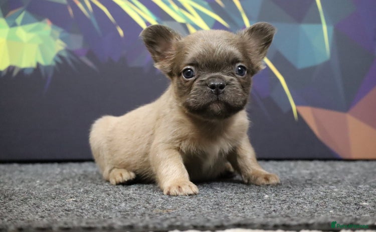 French Bulldog dogs - Advert 4