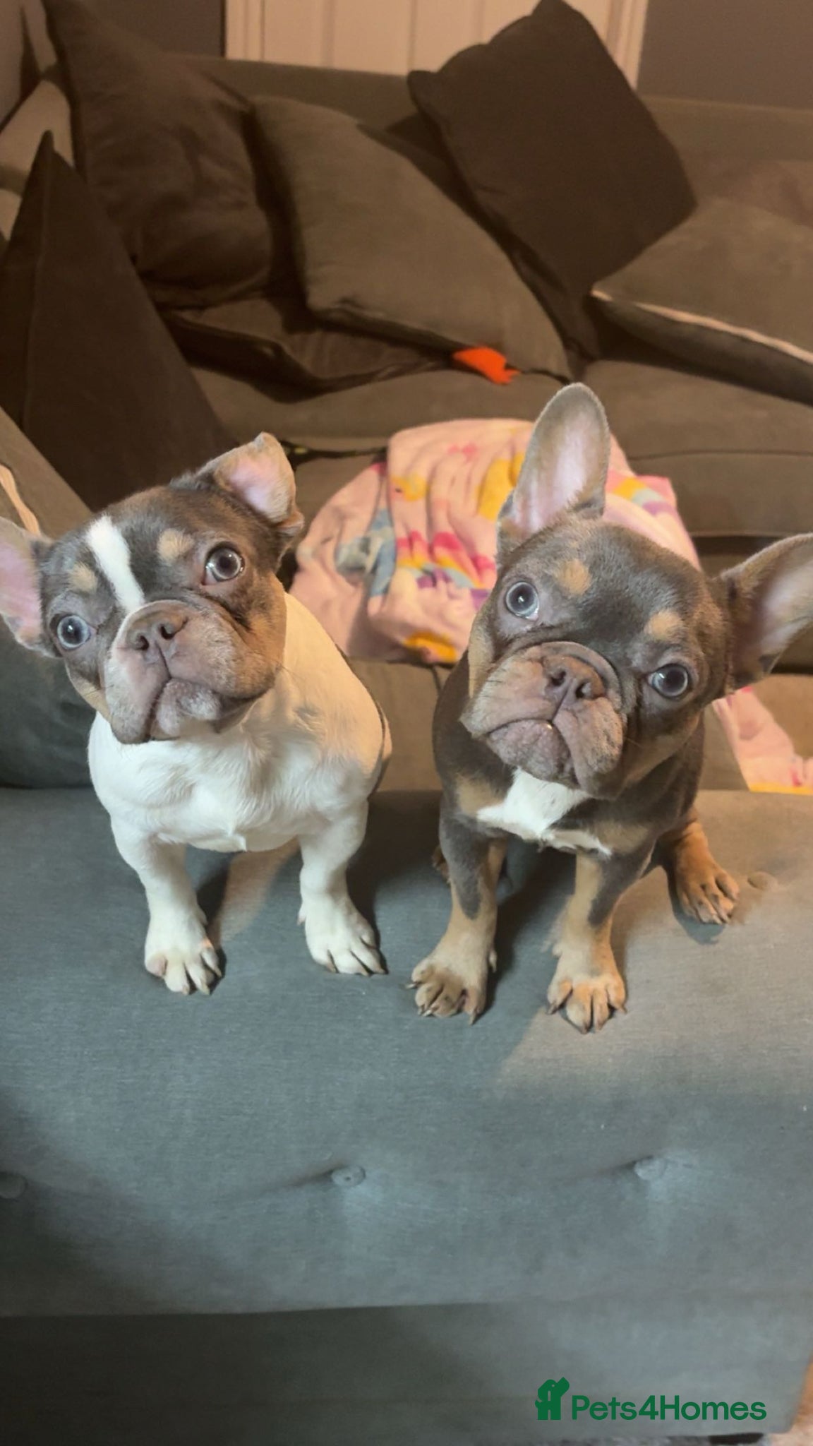 French Bulldog dogs Coco and Cali  - Advert 1