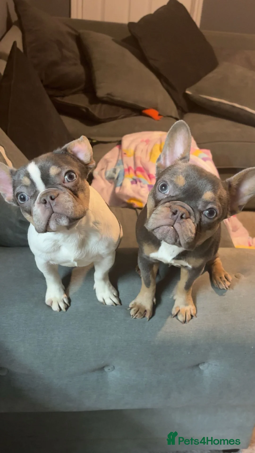 French Bulldog dogs for sale: Coco and Cali  in Liverpool - Advert 1