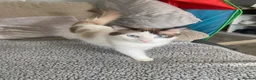 Ragdoll cats for sale: Ragdoll Kittens - Advert 13